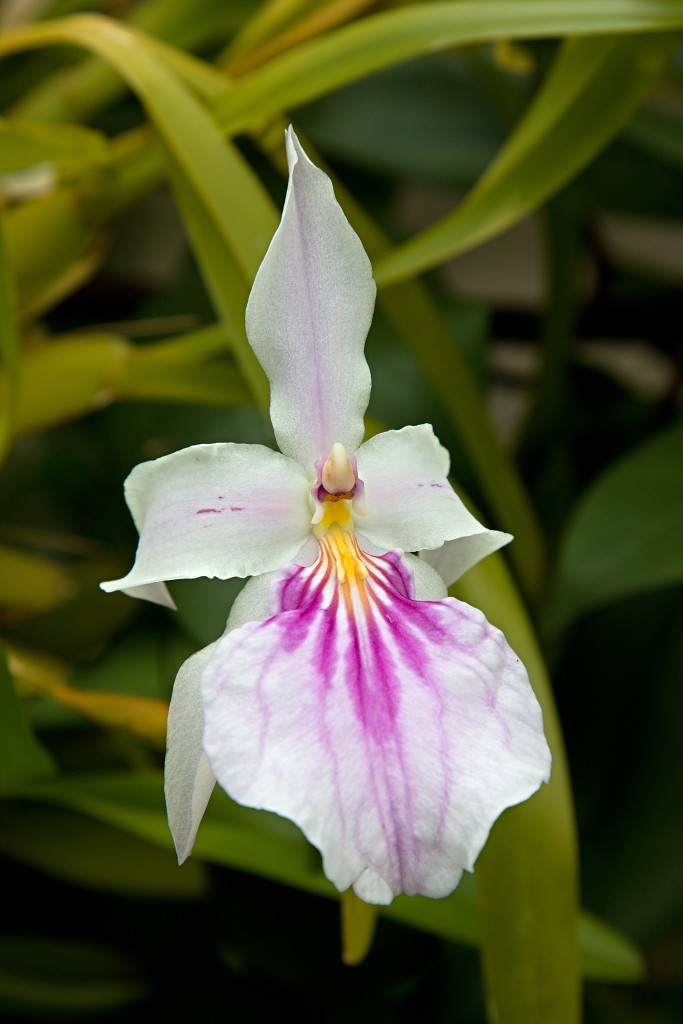 orchideeën orchidee orchideeen hdr bloem Orchidaceae natuur flora bloemen orchis sierbloem sierplant phalaenopsis orchidaceae